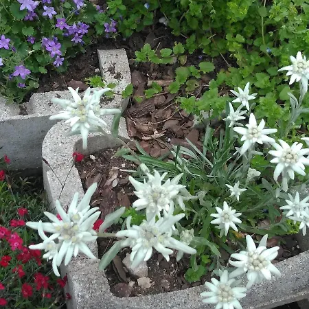 K&k Residenz * 巴德米滕多夫