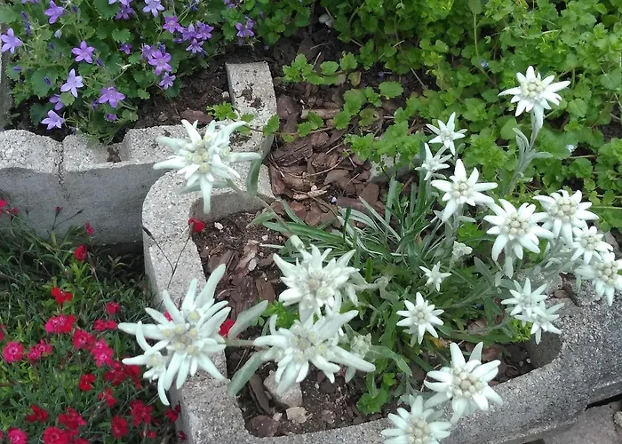 K&k Residenz * Бад-Миттерндорф